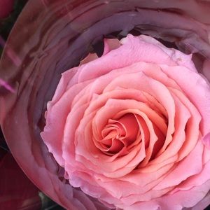 Meet your Posher, Anouk